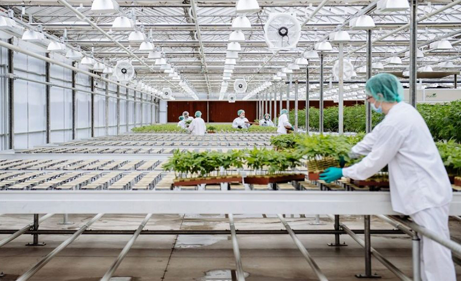 Cannabis Growth